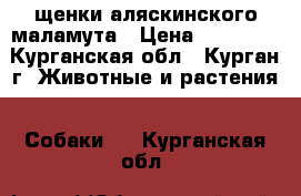 щенки аляскинского маламута › Цена ­ 10 000 - Курганская обл., Курган г. Животные и растения » Собаки   . Курганская обл.